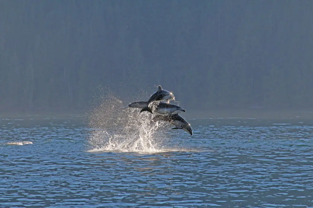 Pacific Yellowfin Charters