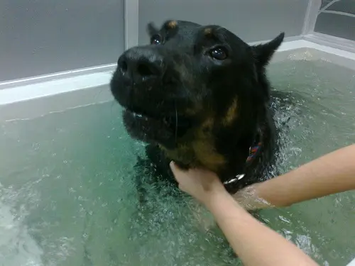 Si Beau...Sibelle... Hydrotherapie canine