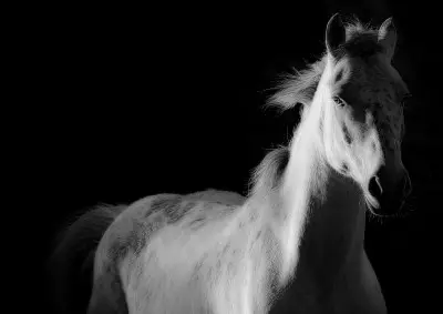 Poney Club Bon Air