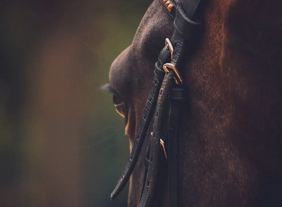 South Cambridgeshire Equestrian Centre