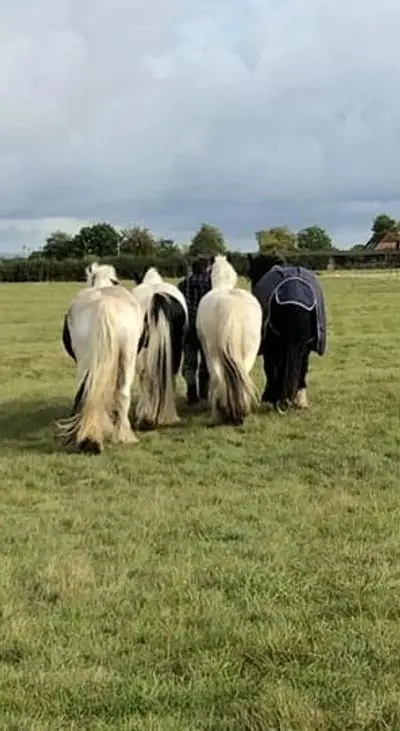 Asti Equestrian