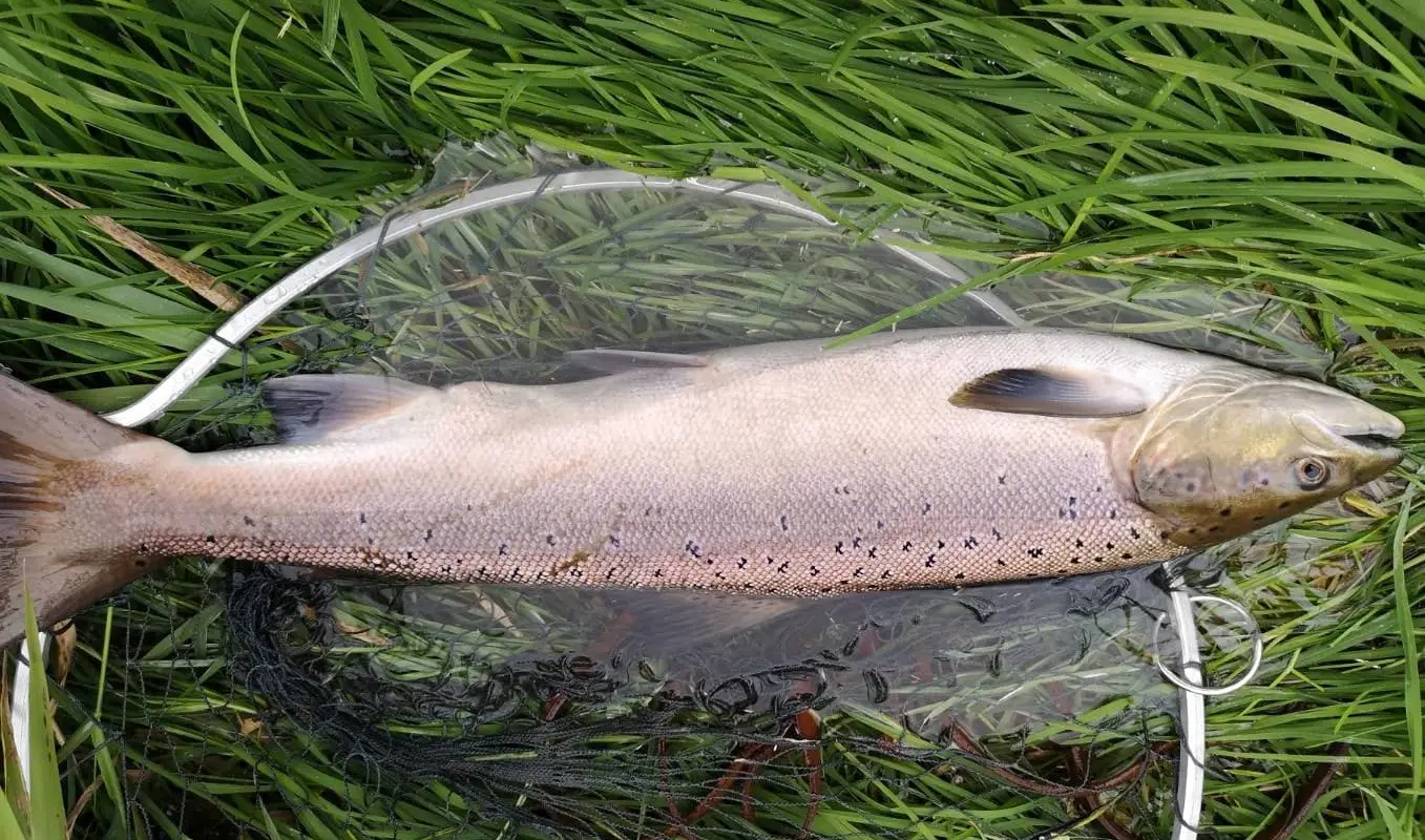 Kintore Angling Club
