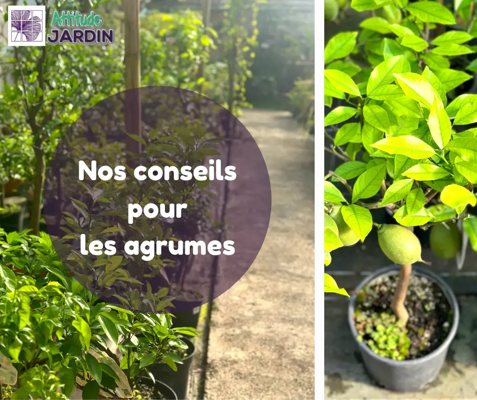 Attitude Jardin (Pépinière de la Bayorre)
