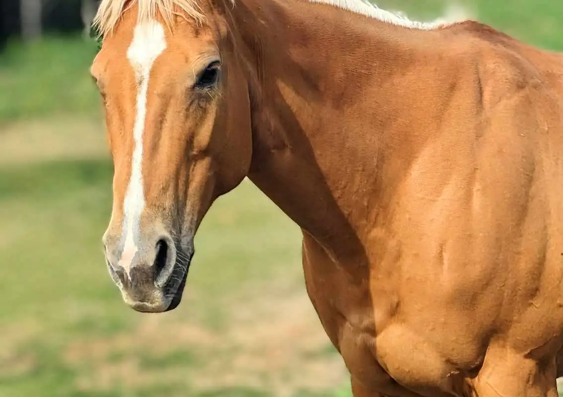 Matter's equine
