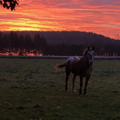 DeHaas Equestrian