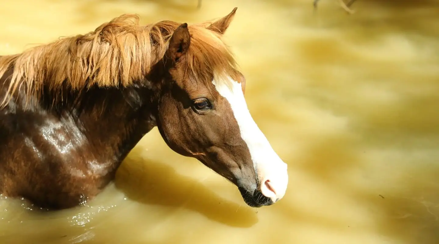 Horse Farm L'artigou