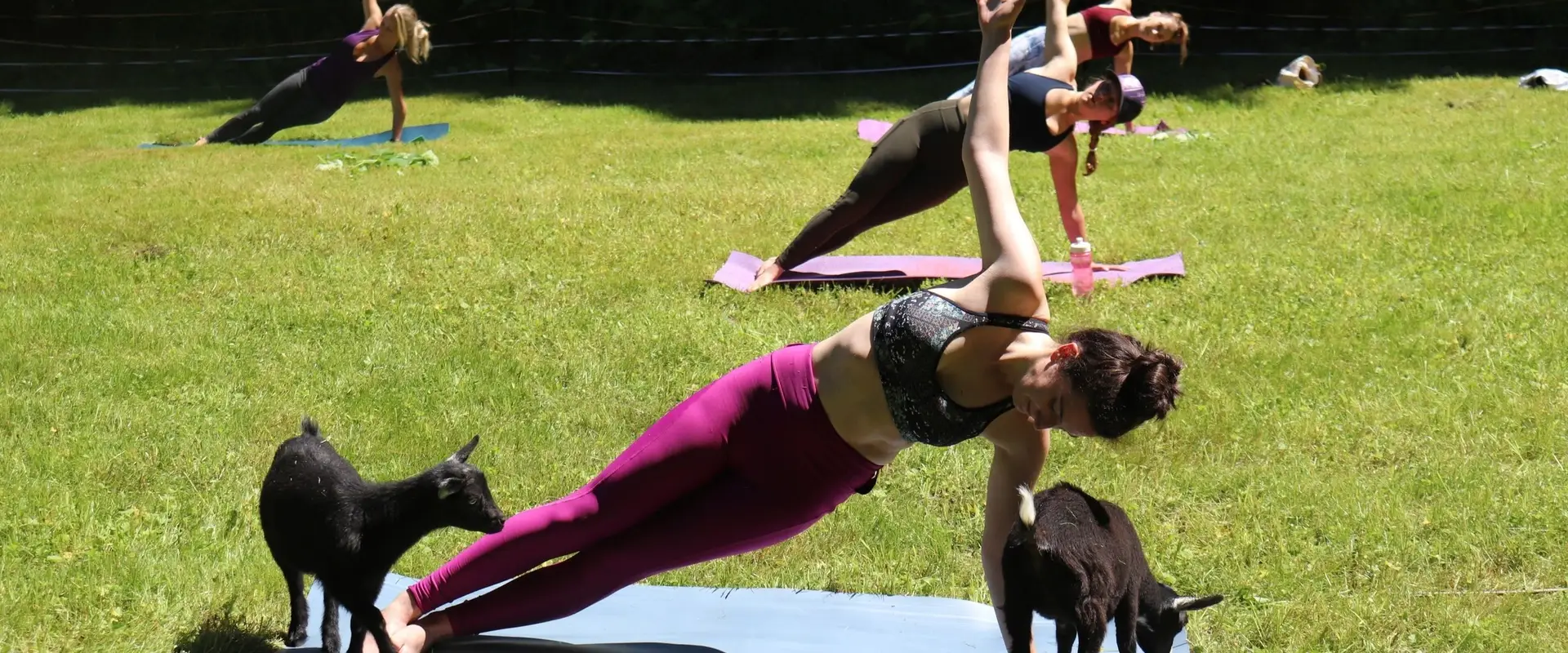 Goat Yoga