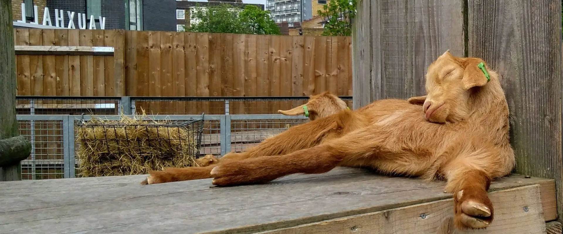 Vauxhall City Farm