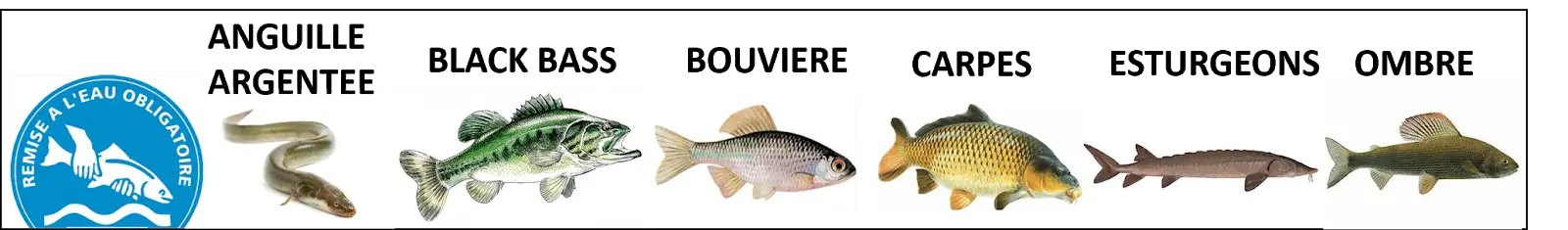 La Thironne M - Les Brochetons d'Illiers