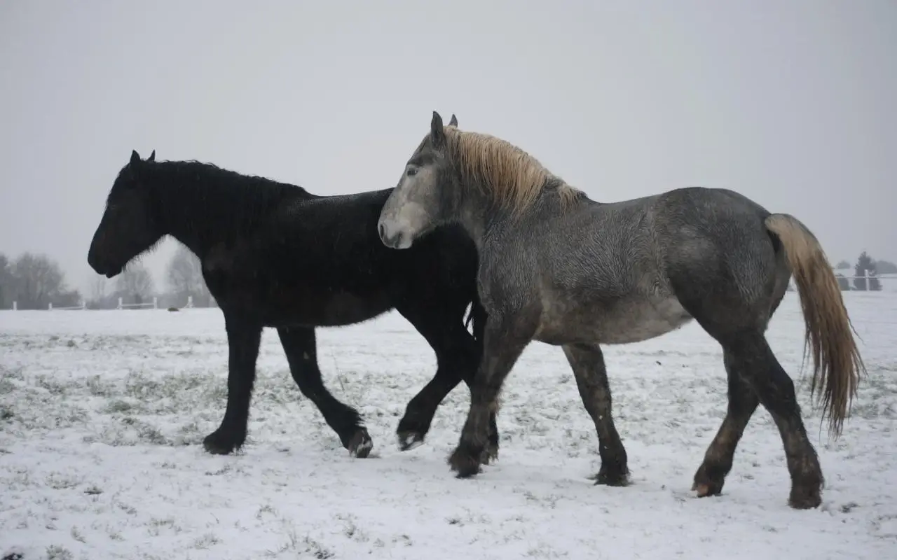 Earl Gesbert Livestock D'egée / Horses Percherons
