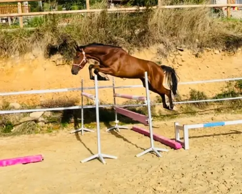 ECURIE DU GOUJON - Poneys et chevaux de Sport