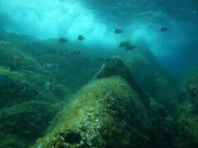 Plongée Subtortue