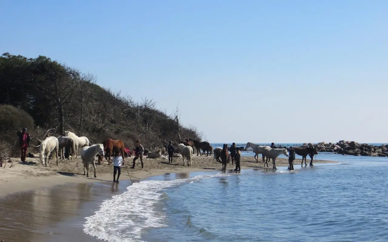 Les Poneys D'eole