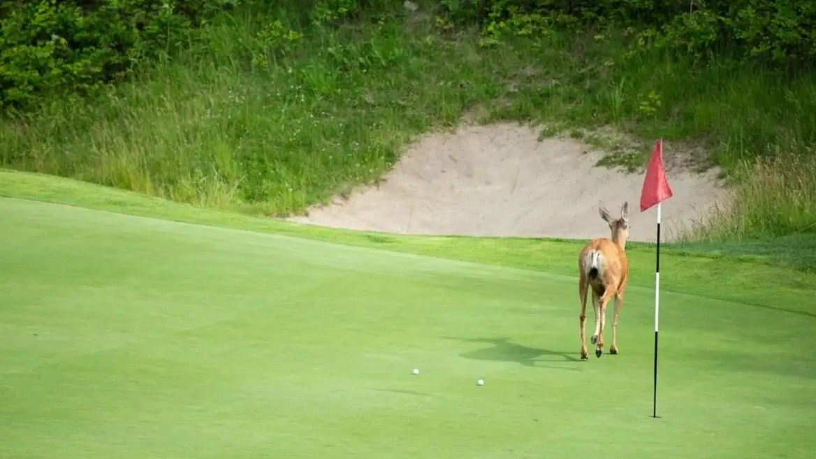 Golf de serre ponçon