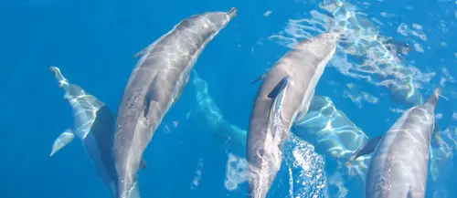 Dolphin Club - Diving Saint Florent