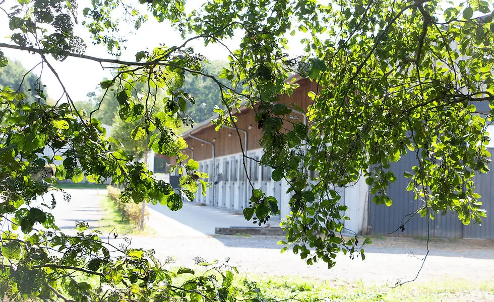 Haras du Montois