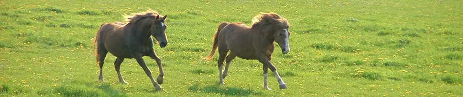 Centre Equestre de Prunevaux