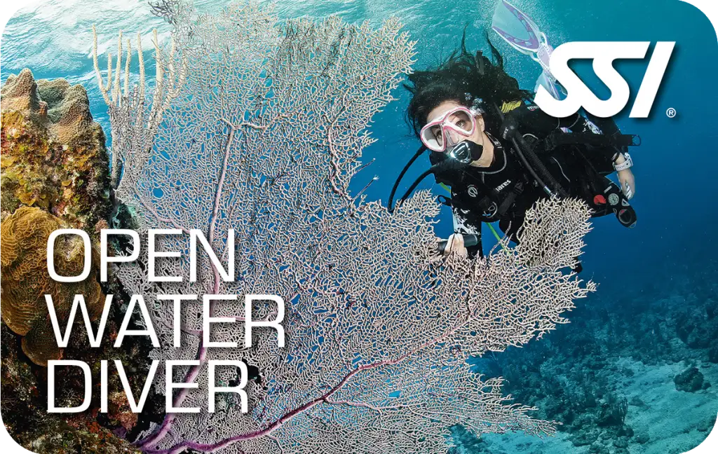 In 2 Diving