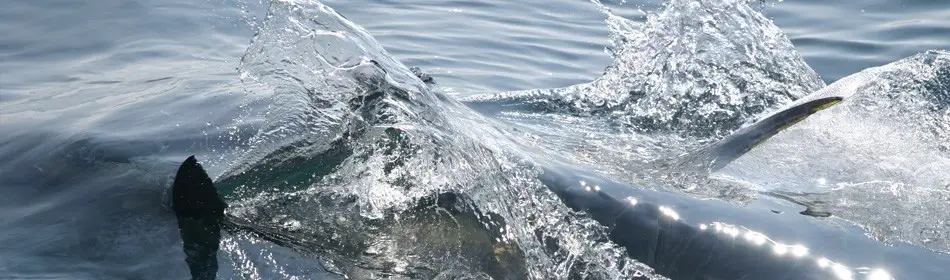 Hooked on Bluefin Tuna Charters