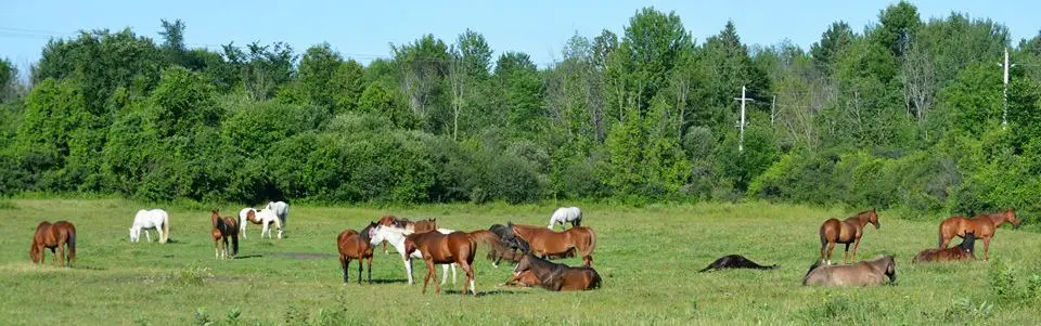 Circle J Ranch