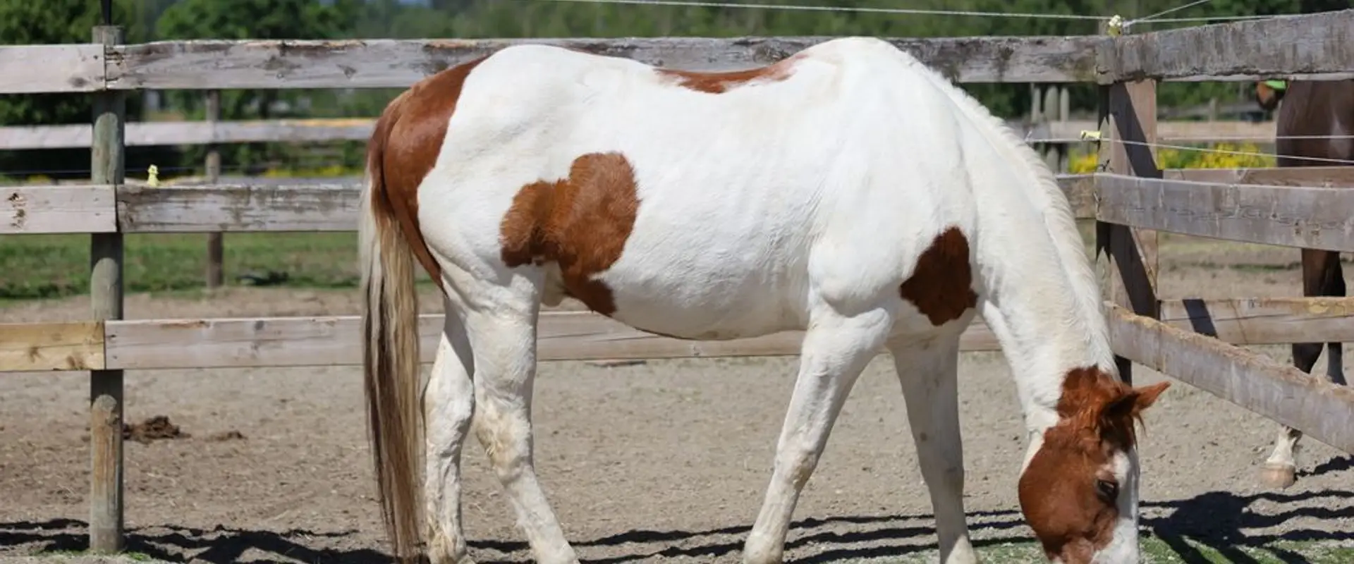 Priority 1 Equestrian