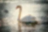 L'envol du cygne Coaching