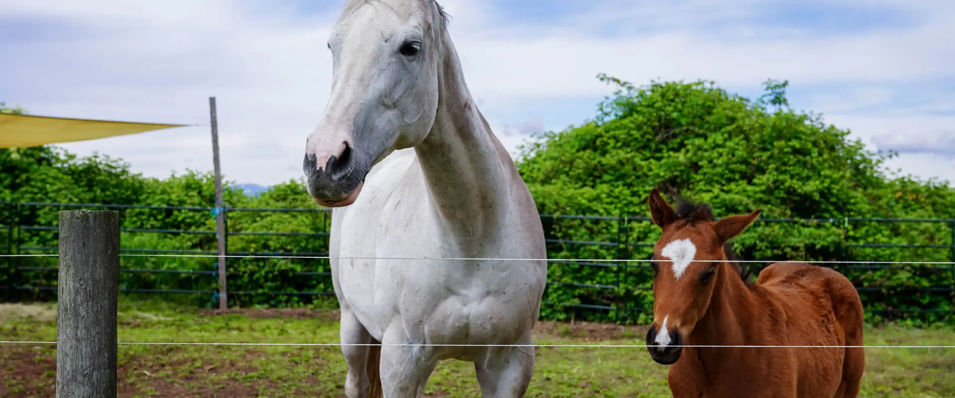 JM Sporthorse