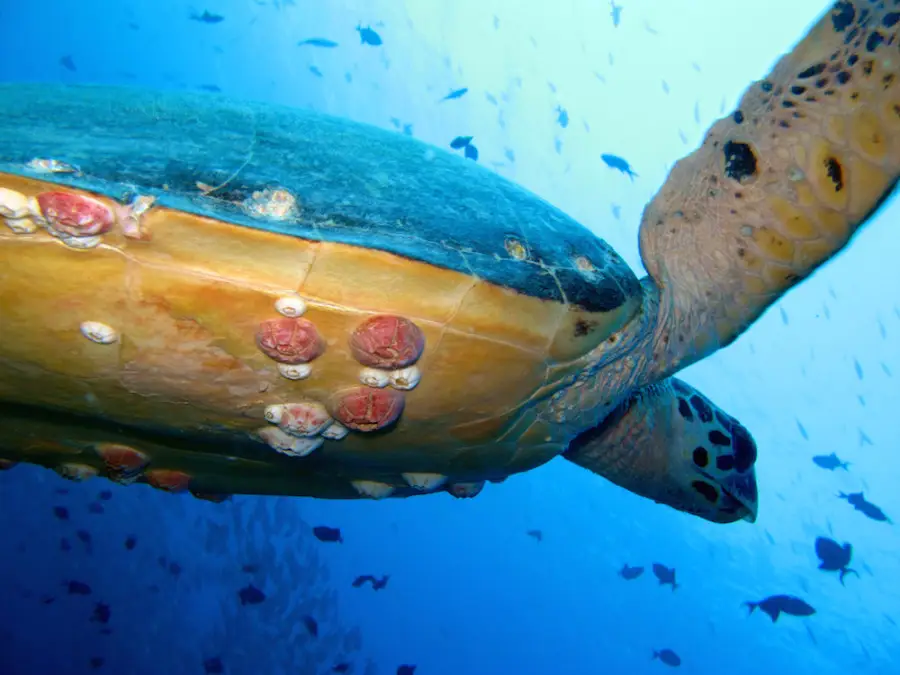 Aquatile Plongée