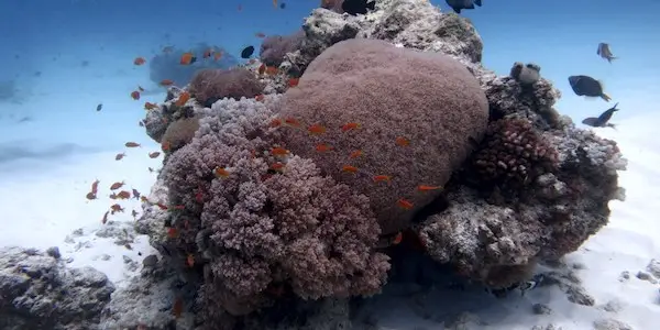NexDive