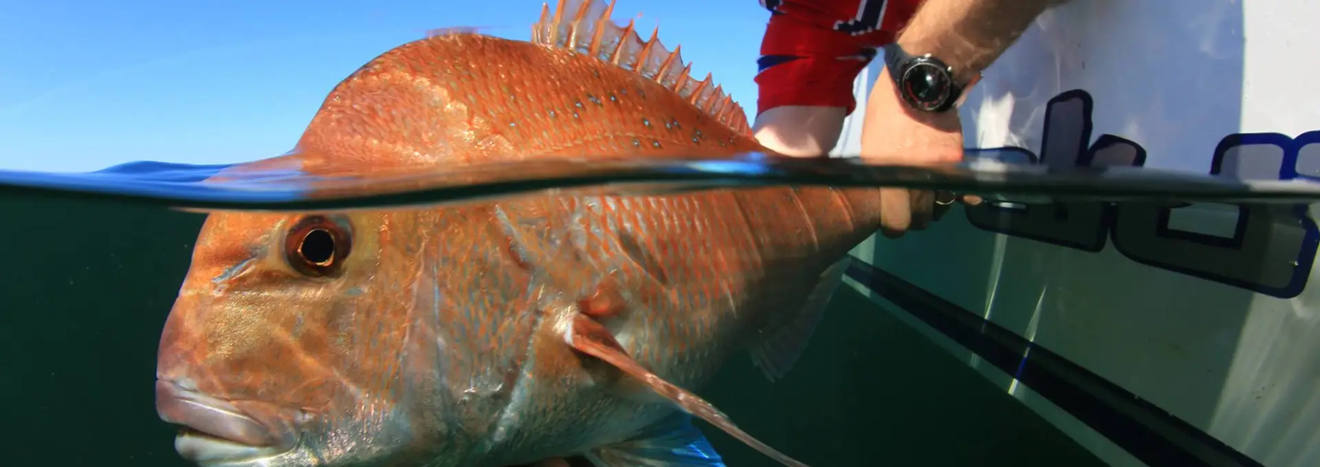 VR FISH
