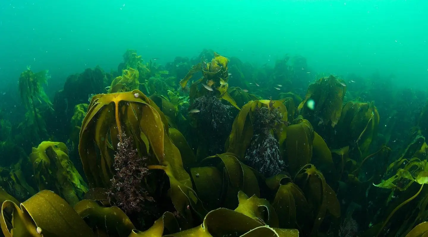 Cornish Diving Centre