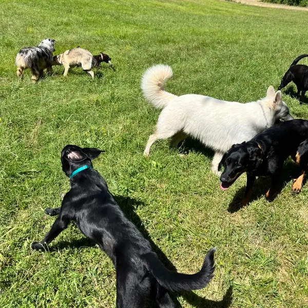 Un Chien Idéal