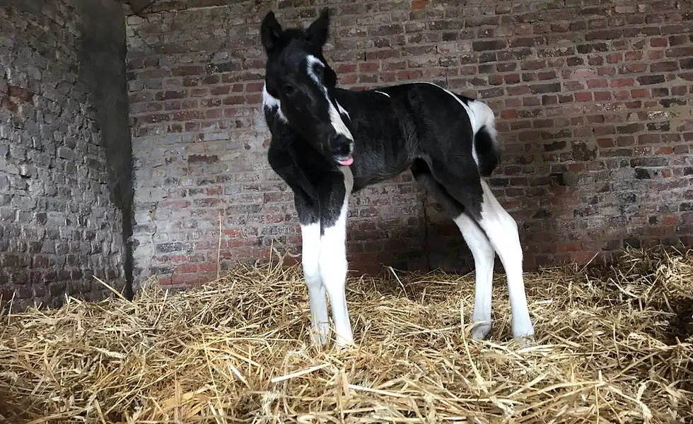 Haras D Orrouy