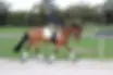 Shory Park Horses