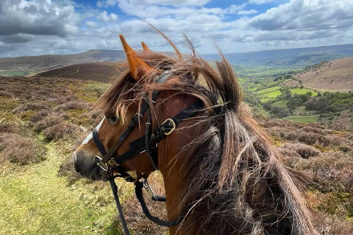 Trans Wales Trails Horse Riding