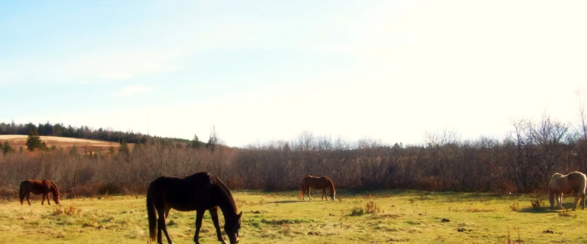 Spirit Reins Ranch