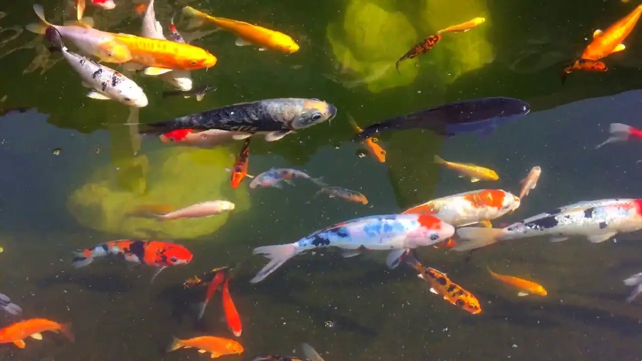 Fish Mania Aquatics