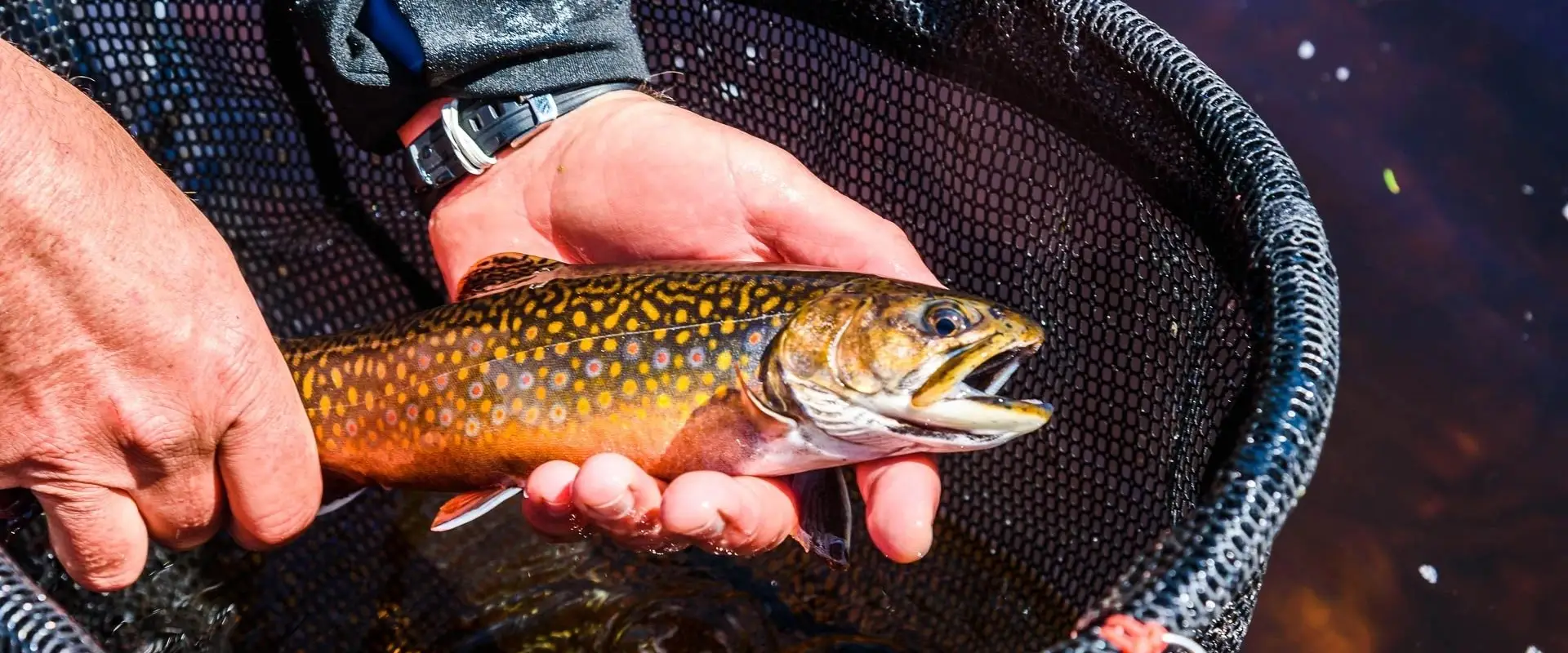 Algonquin Fly Fishing Premium Guide Service