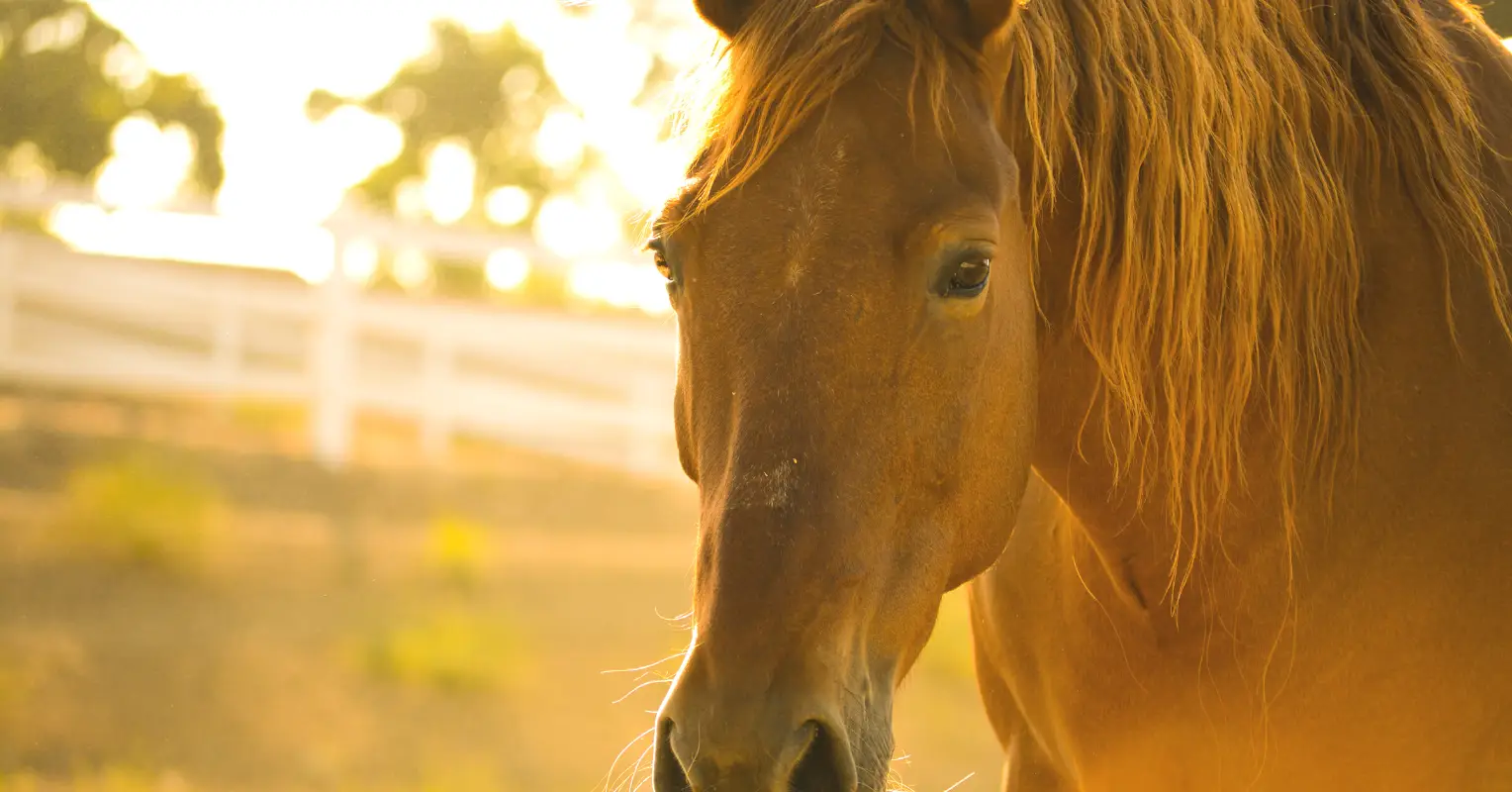 RIDEZ Equestrian Centre and Rescue