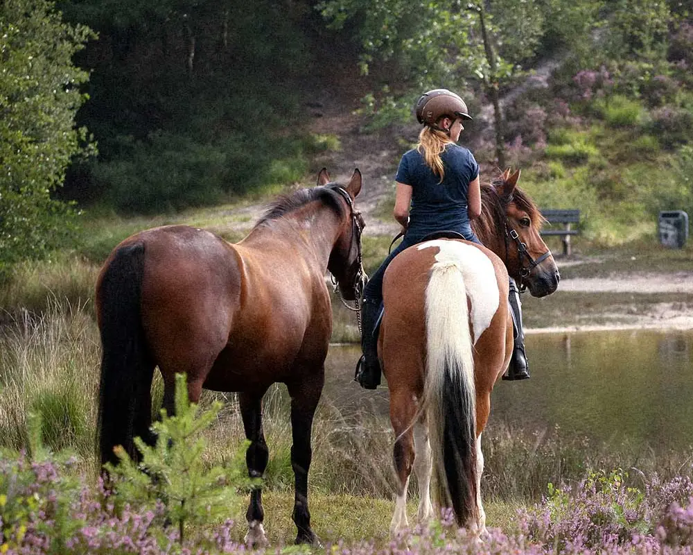 Equestrian Farm La Haute Yerle