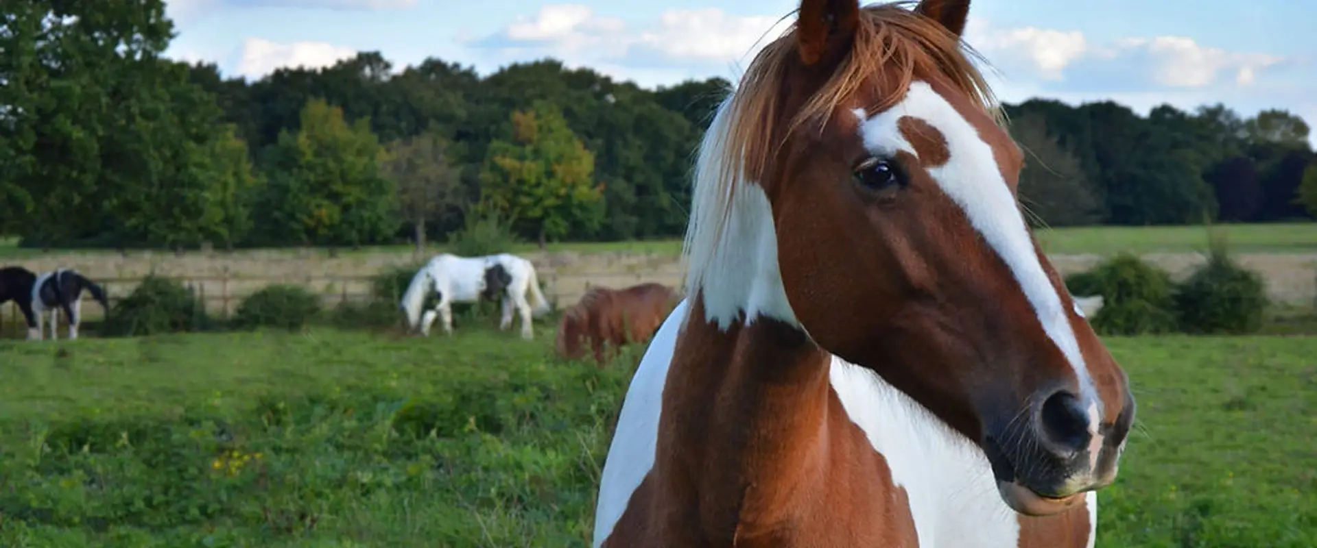 Wythenshawe Park Riding Stables Ltd