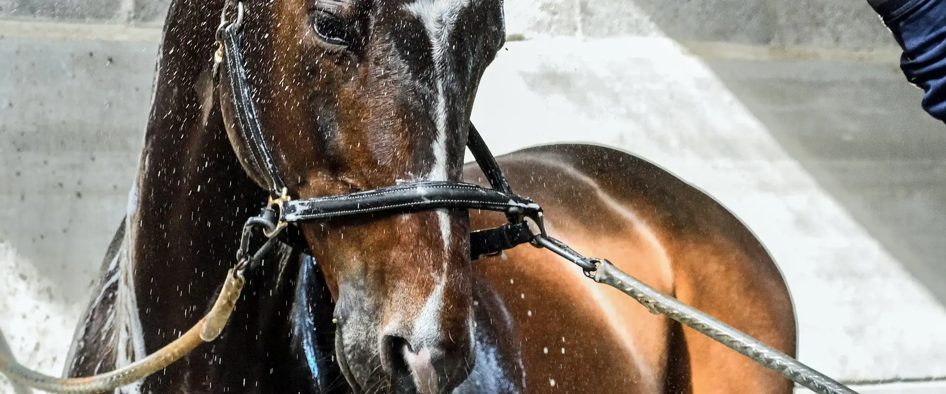 Écurie Montiselle'horse
