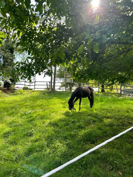 ADHUC FIDELIS LE GALOP
