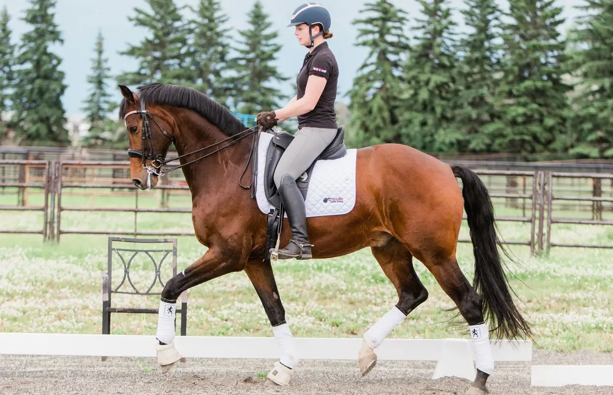 Dressage studio inc
