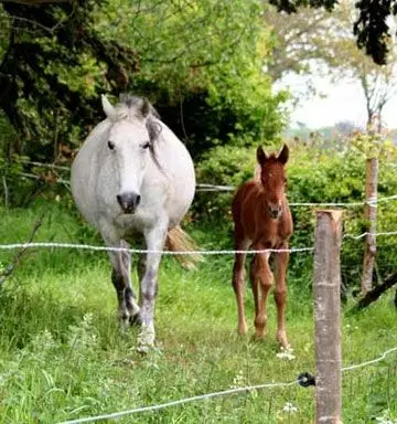 Equestrian Space Du Pays De Retz