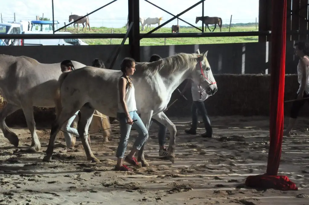 Cheval Magique - Equestrian Center