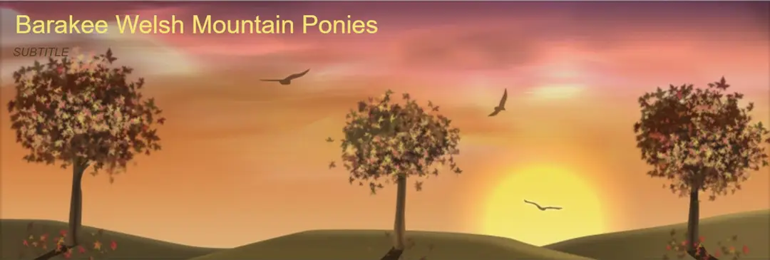 Barakee Welsh Mountain Ponies