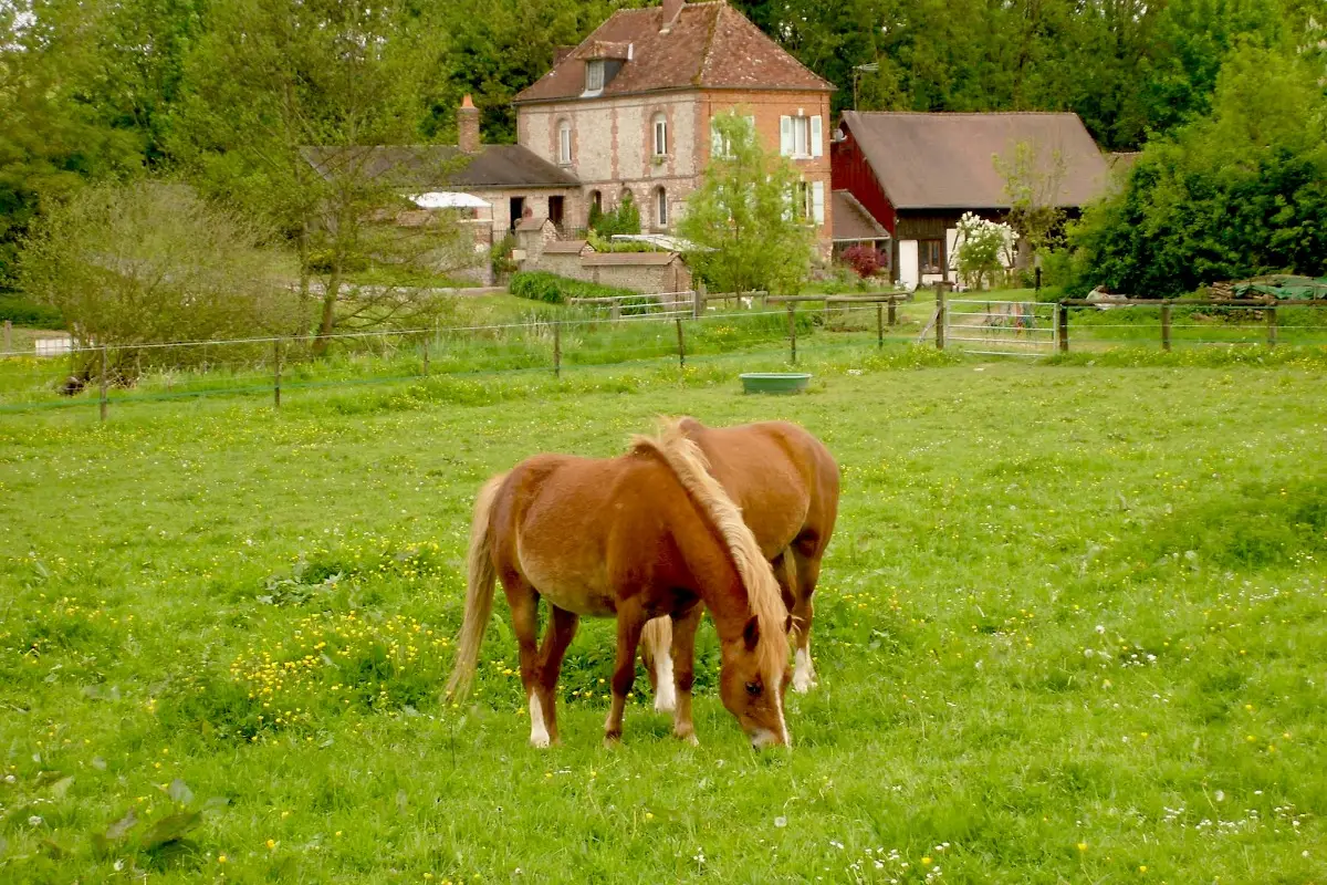 Stud Du Moulin