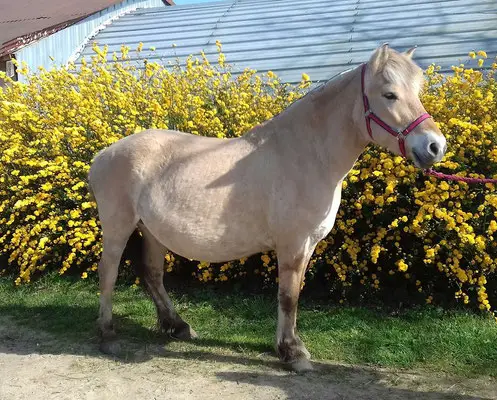 Stud D'auvine