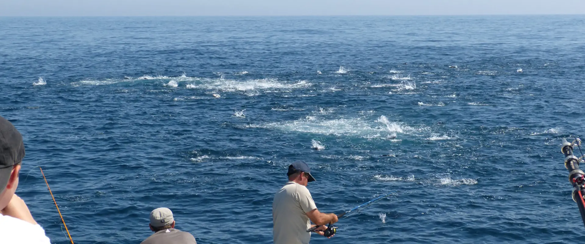 BLUEFIN TUNA